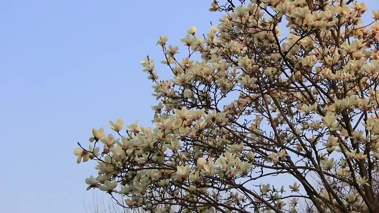 玉兰花 辛夷花 木兰 盛开在春天的特写视频素材