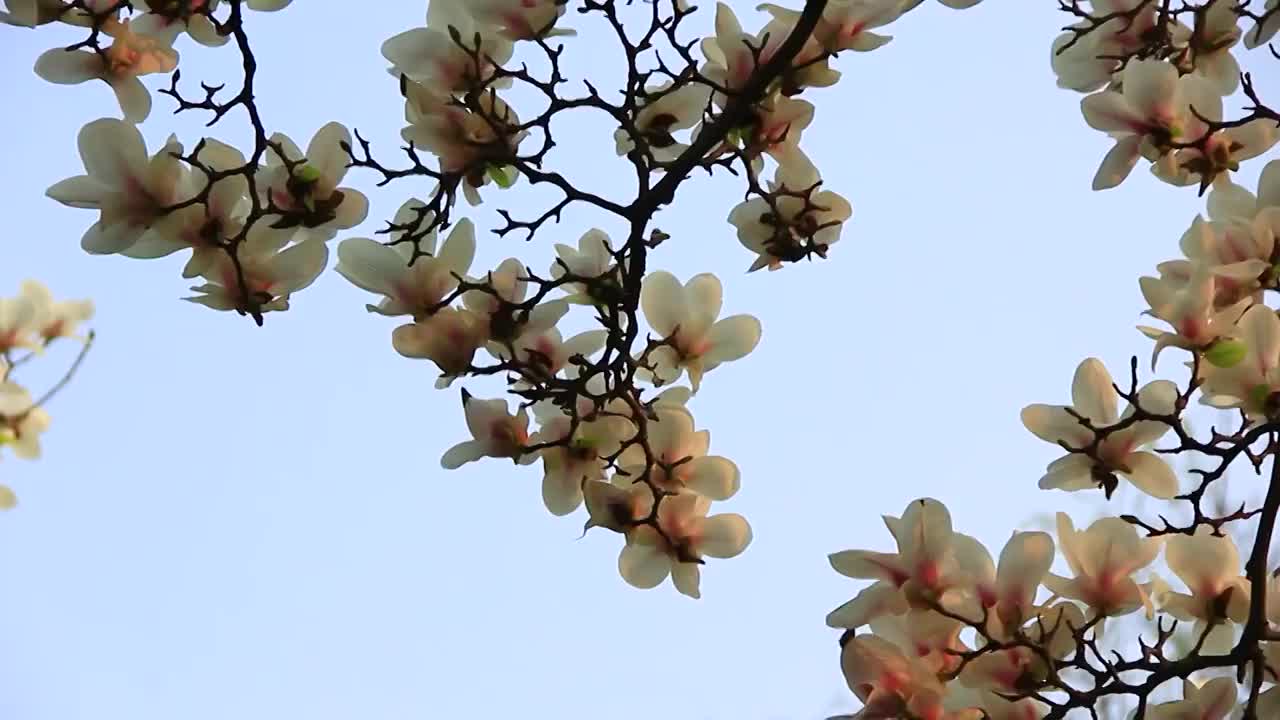 阳光下的玉兰花特写视频素材