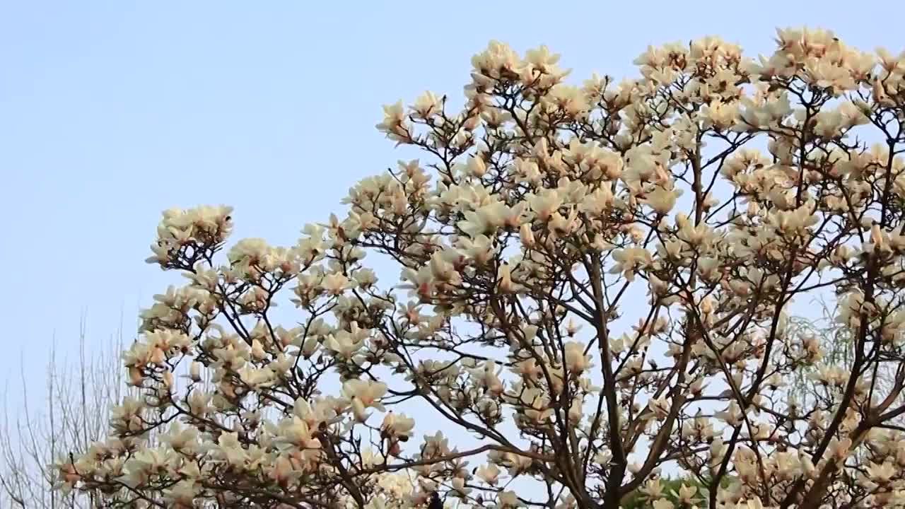 春天成片的木兰花玉兰花盛开的特写视频素材