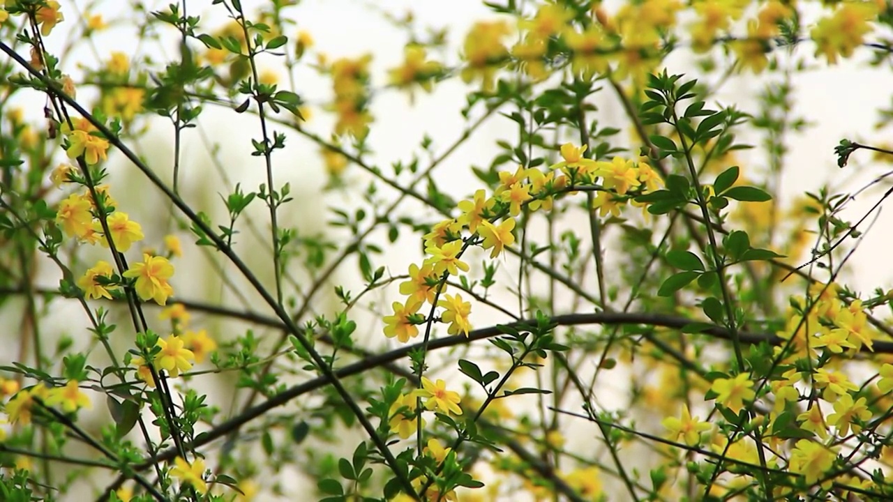 春天的嫩枝 迎春花 小黄花 日落 春风视频素材