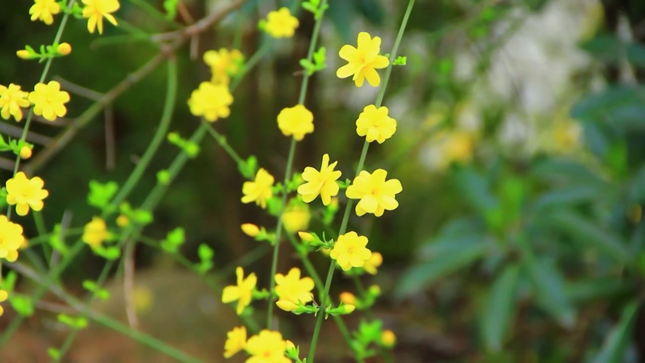 春天的嫩枝 迎春花 小黄花 日落 春风视频素材