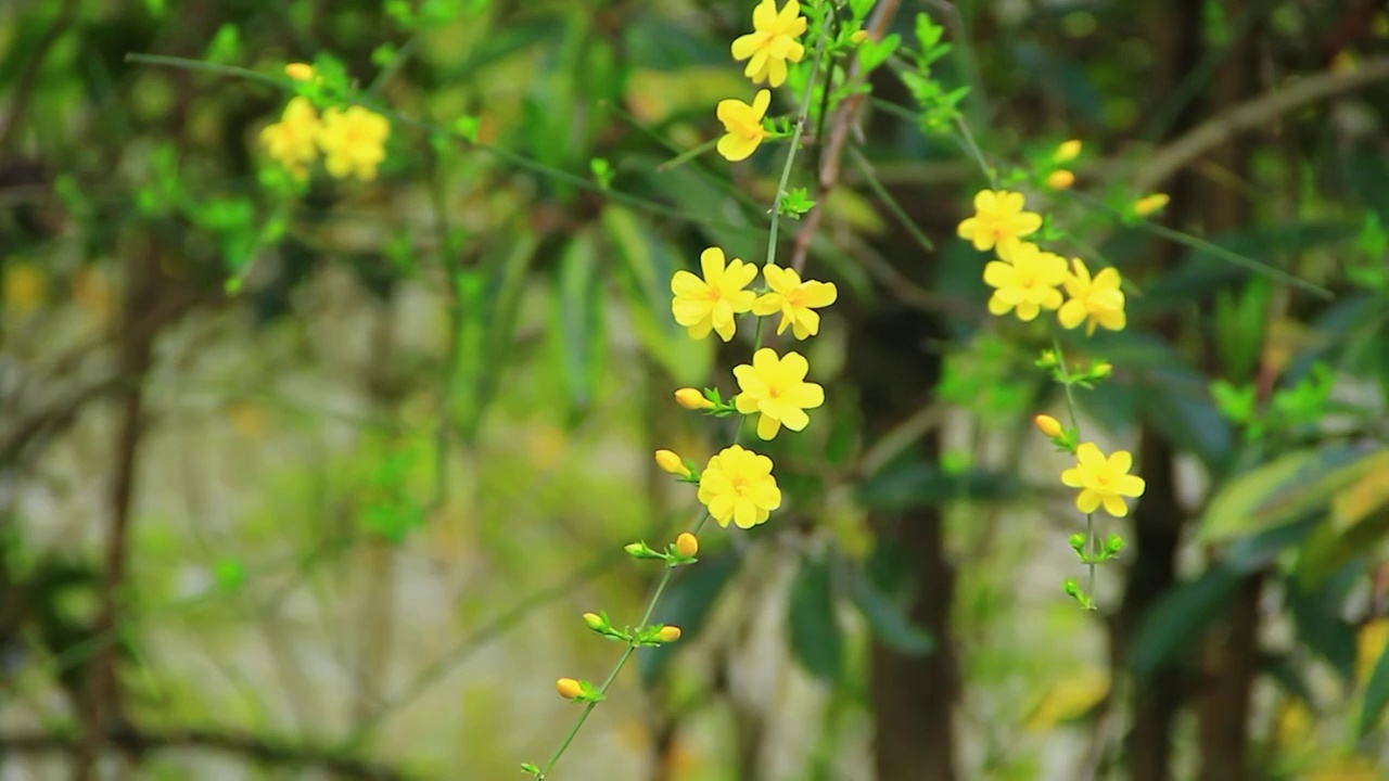 春天的嫩枝 迎春花 小黄花 日落 春风视频素材