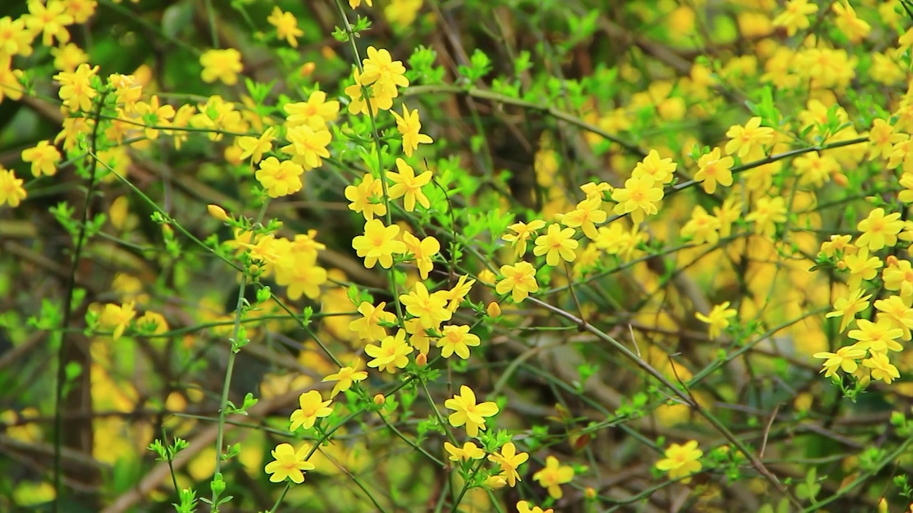 春天的嫩枝 迎春花 小黄花 日落 春风视频素材