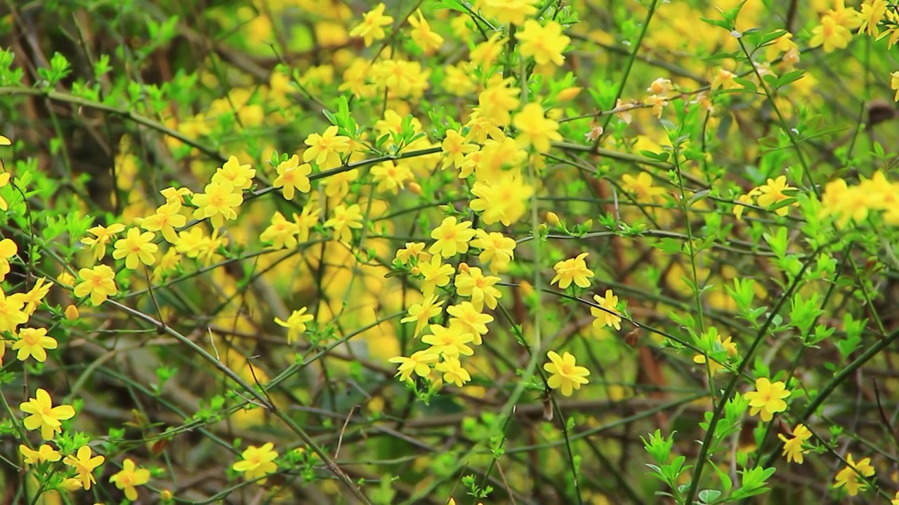 春天的嫩枝 迎春花 小黄花 日落 春风视频素材