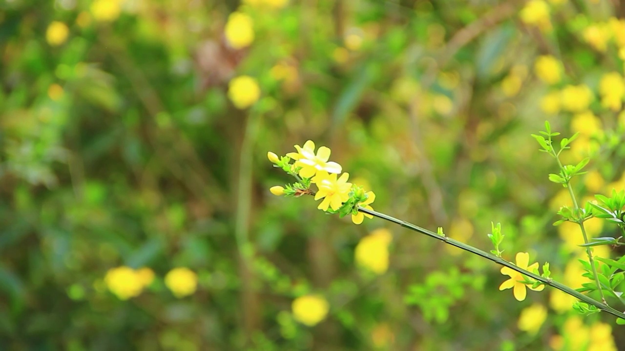 春天的嫩枝 迎春花 小黄花 日落 春风视频素材