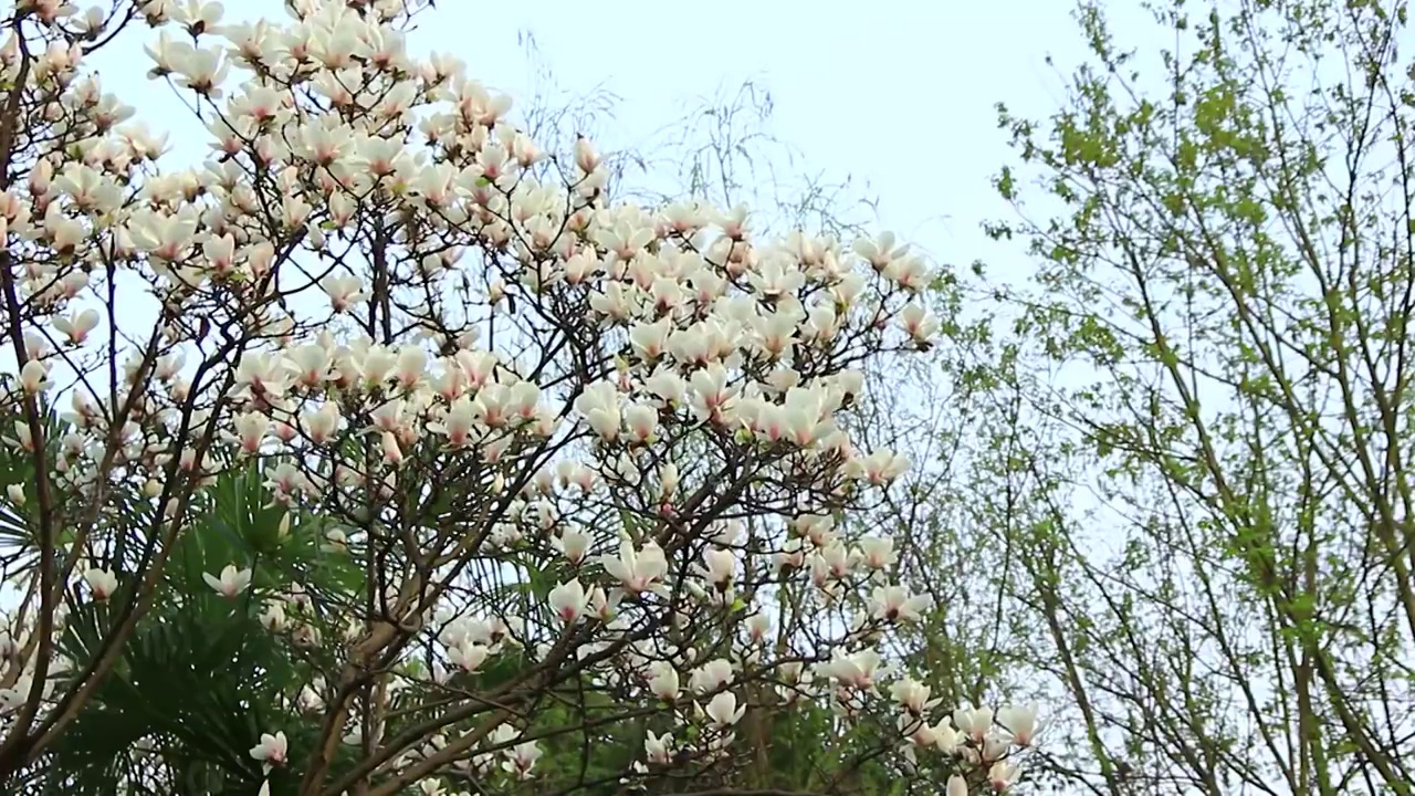 春天成片的木兰花玉兰花盛开的特写视频素材