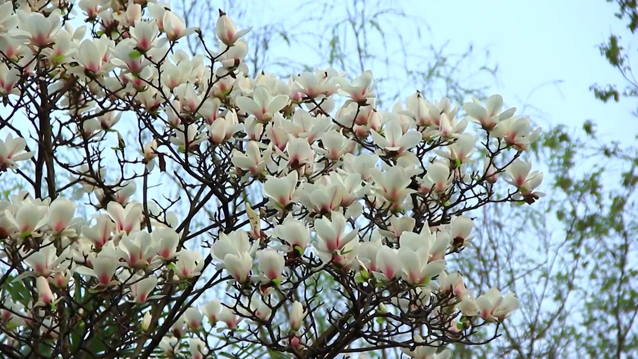 成都市温江区江安河边的玉兰花开了视频素材