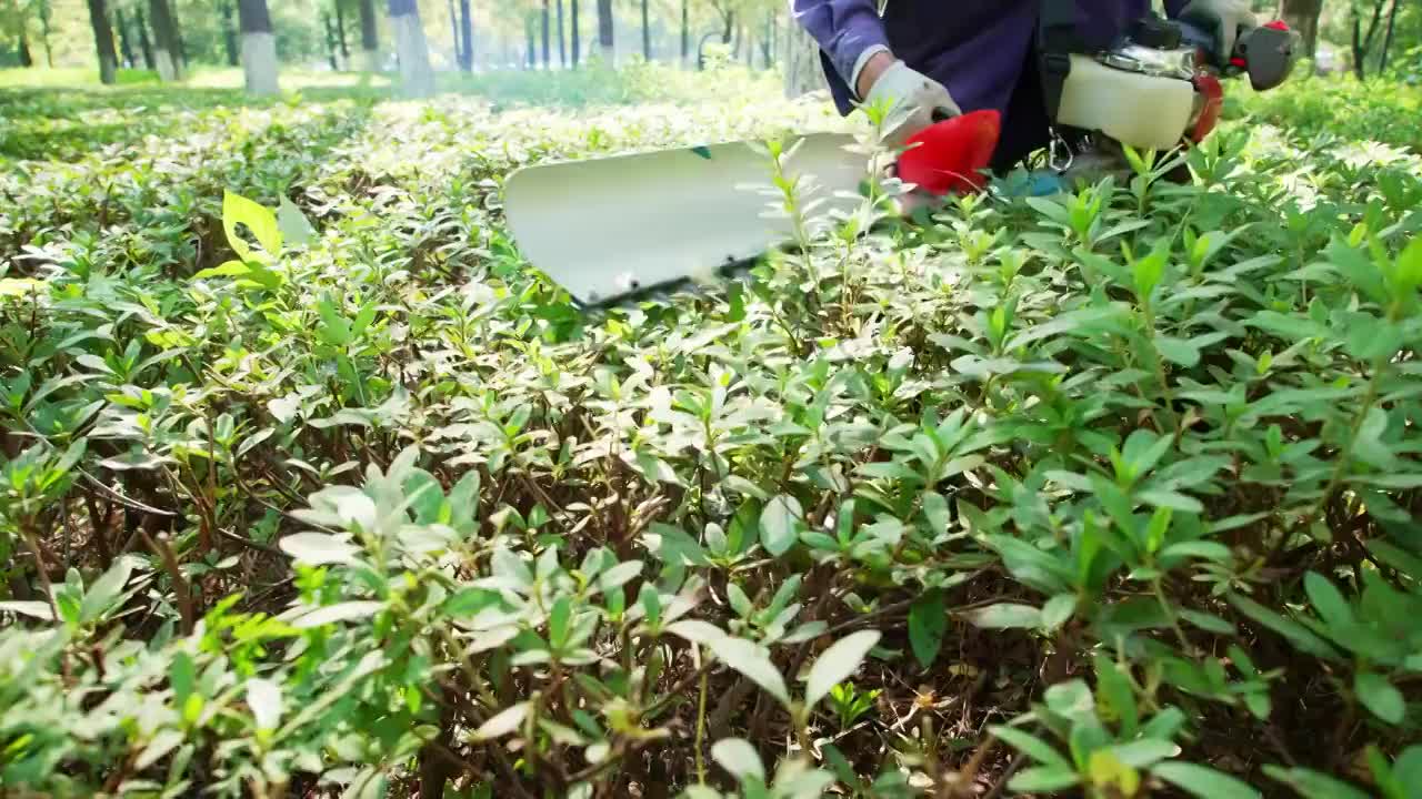 园林工人使用电动修剪机为路边绿化剪枝视频素材