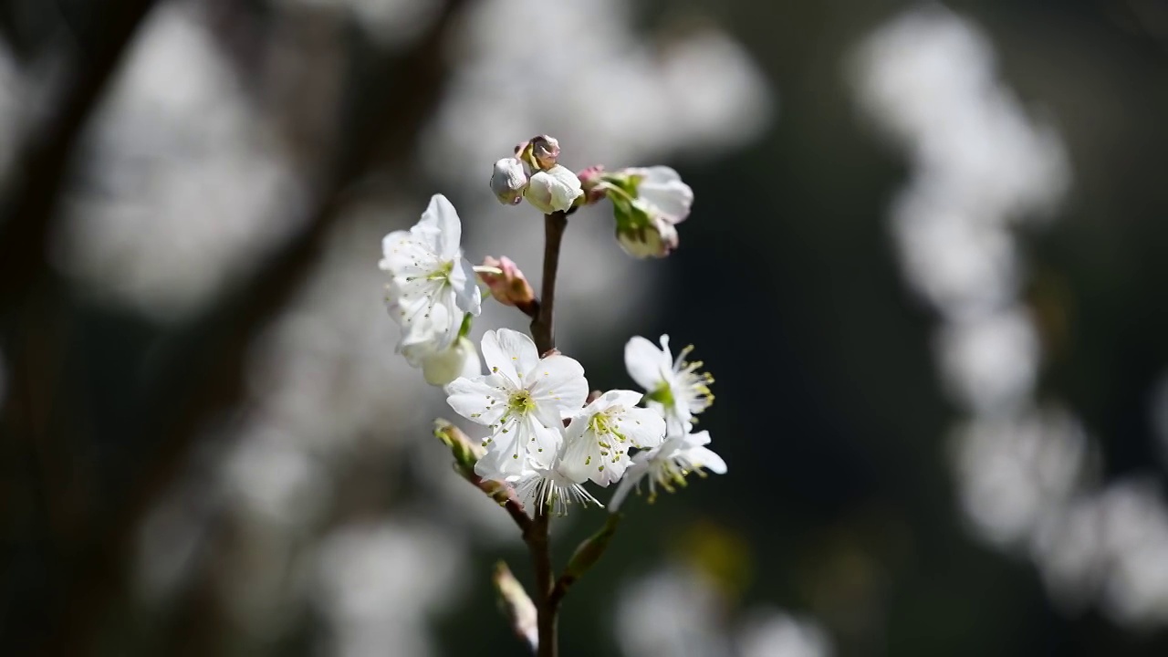 春天樱花盛开视频素材