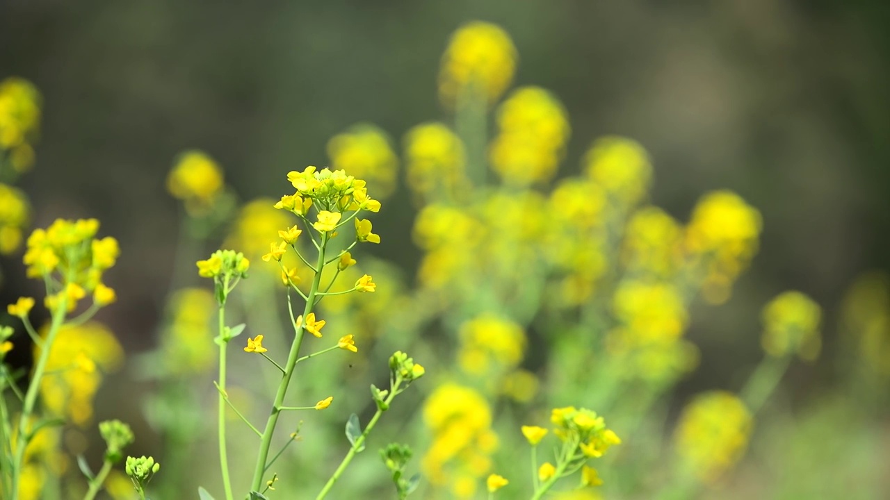 春天油菜花盛开视频素材