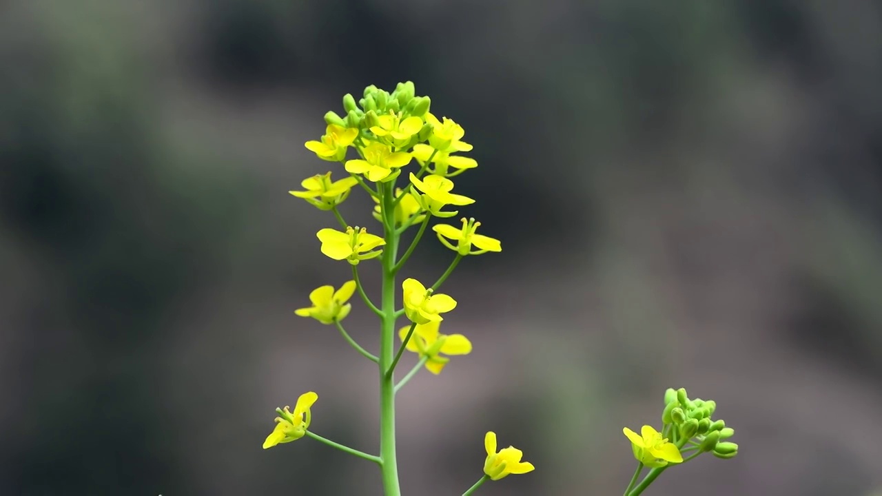 春天油菜花盛开视频素材