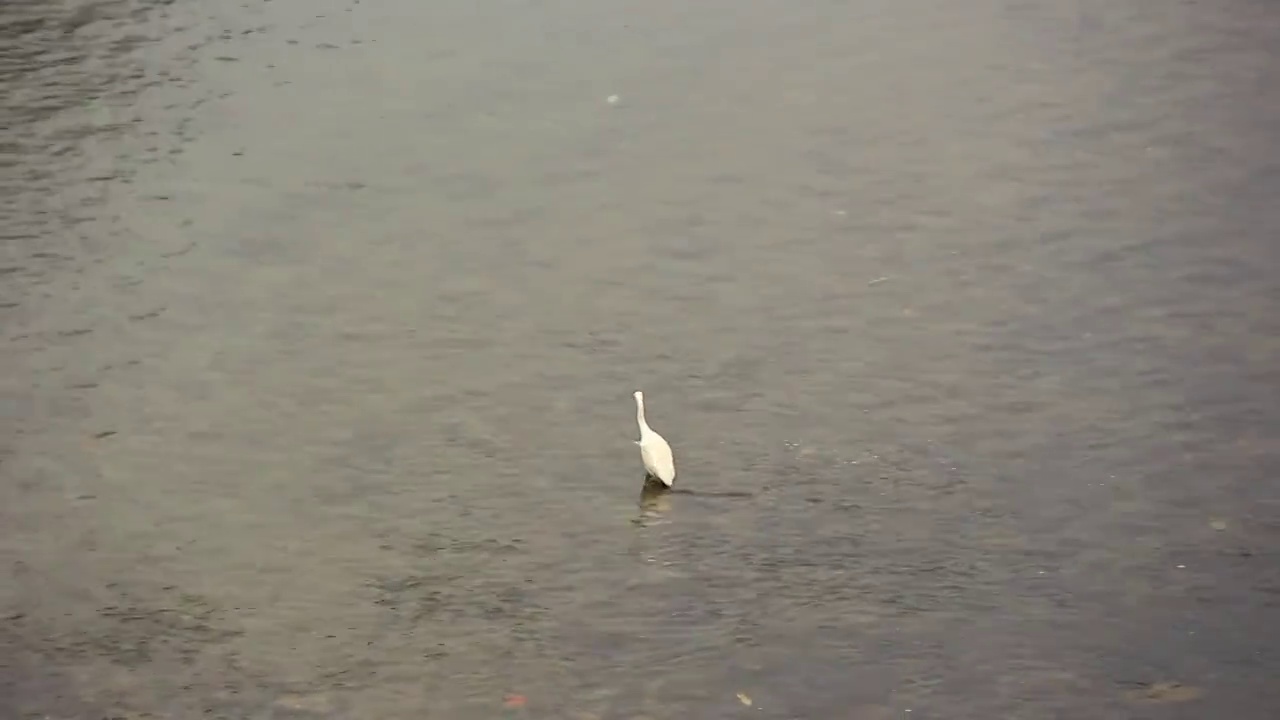 春天在河水中寻找食物的白鹭视频素材