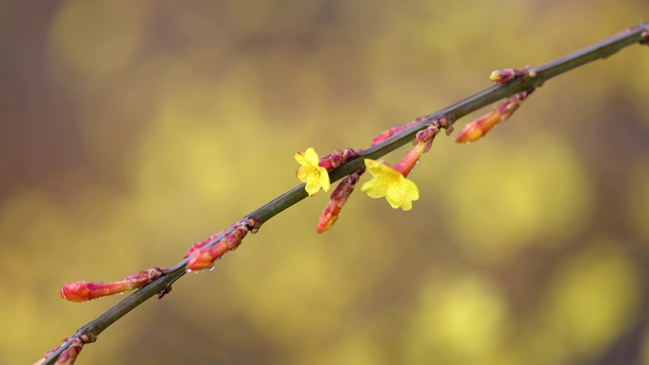 春天迎春花视频素材