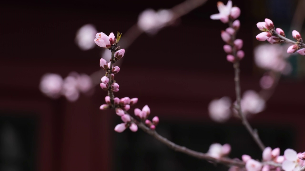 桃花和古建筑视频素材