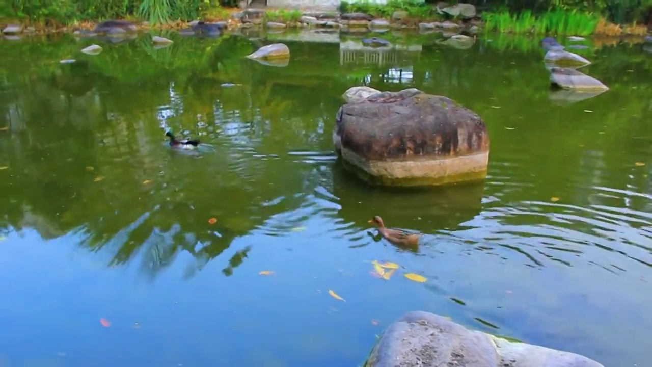 两只鸭子在池塘戏水视频素材