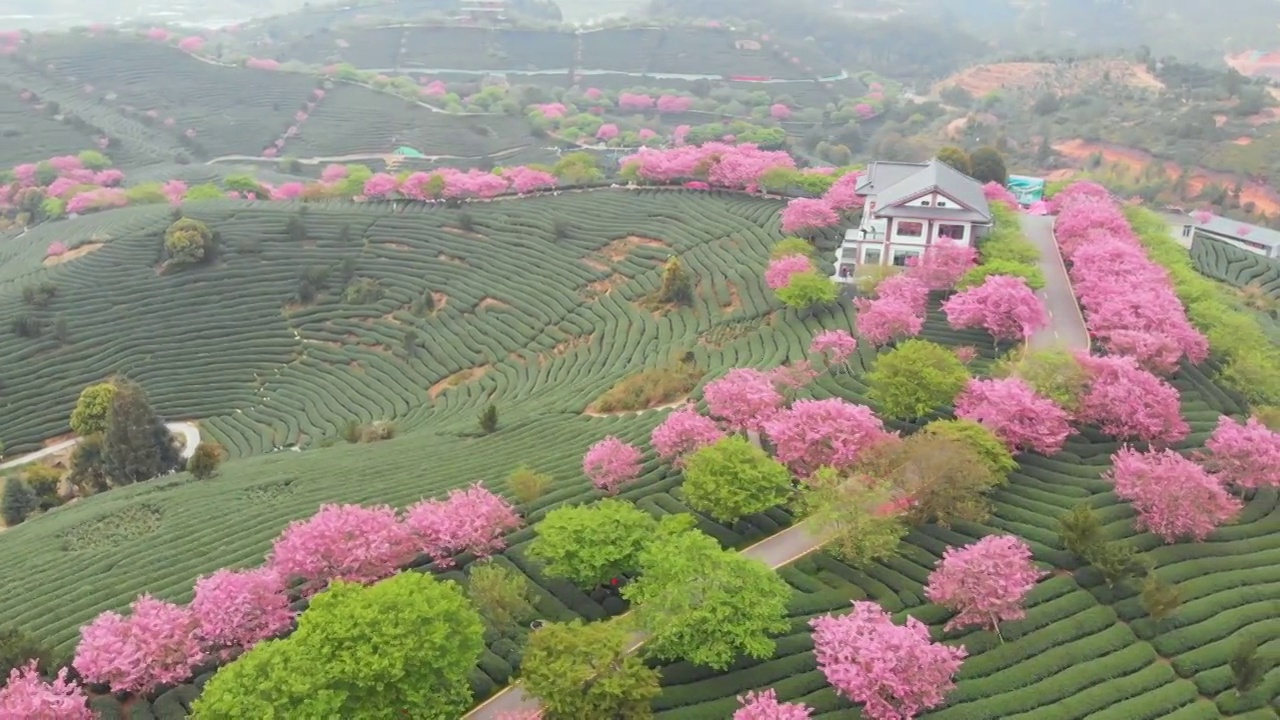 福建省,龙岩市,漳平市,永福樱花园,台品樱花园视频素材