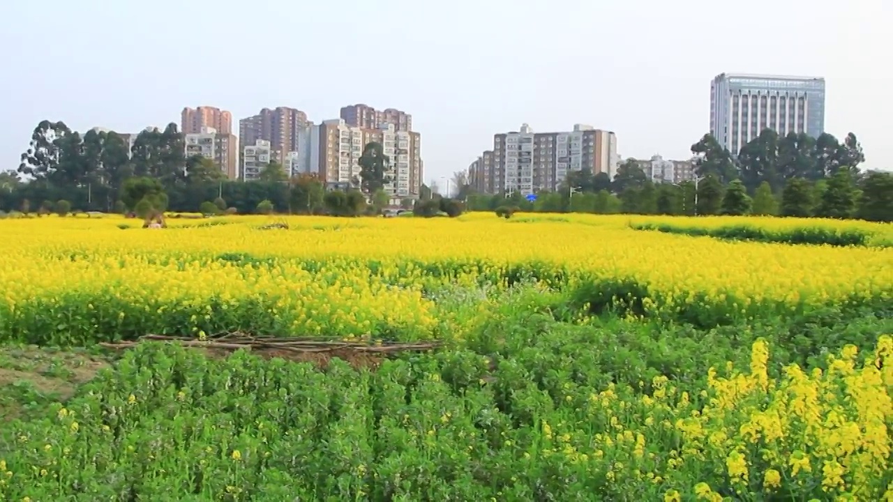 四川省成都市温江区万春镇的油菜花 春天 金黄色 三月视频素材