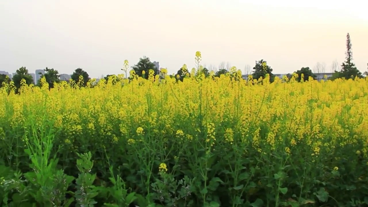 四川省成都市温江区万春镇的油菜花 春天 金黄色 三月视频素材