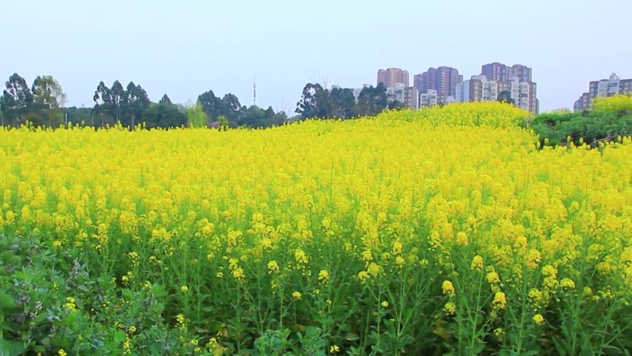 四川省成都市温江区万春镇的油菜花 春天 金黄色 三月视频素材