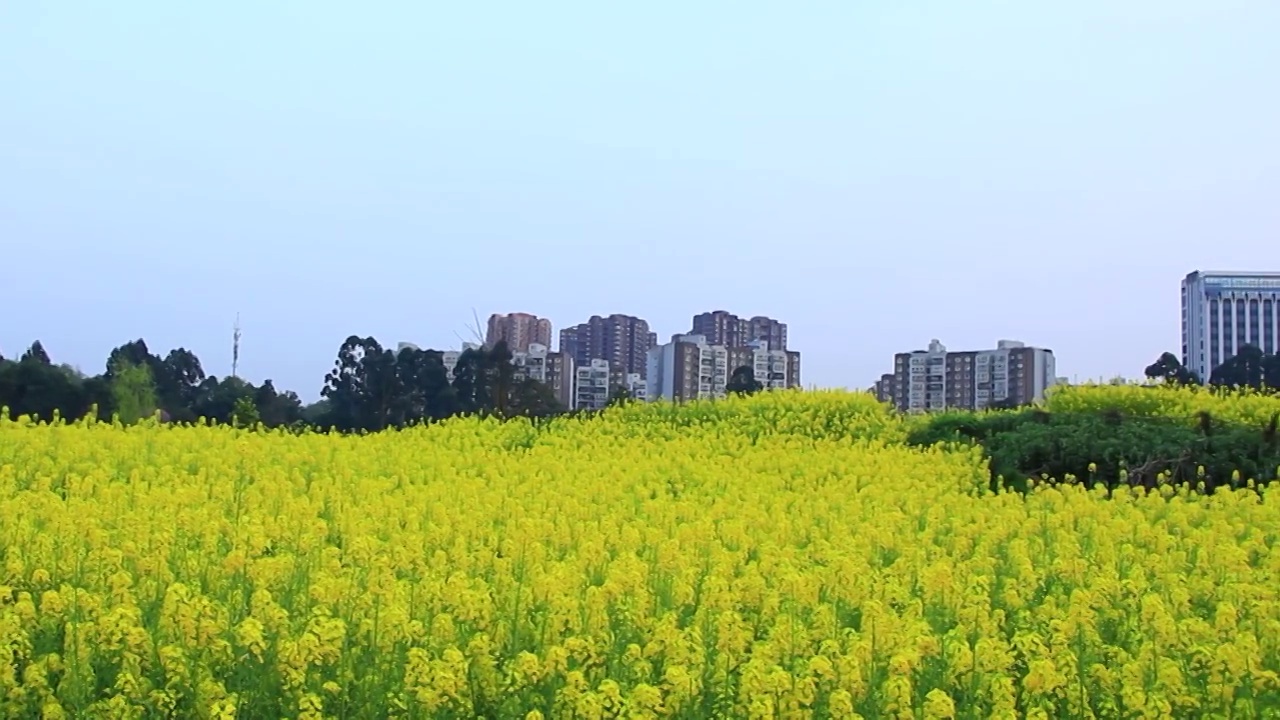 四川省成都市温江区万春镇的油菜花 春天 金黄色 三月视频素材