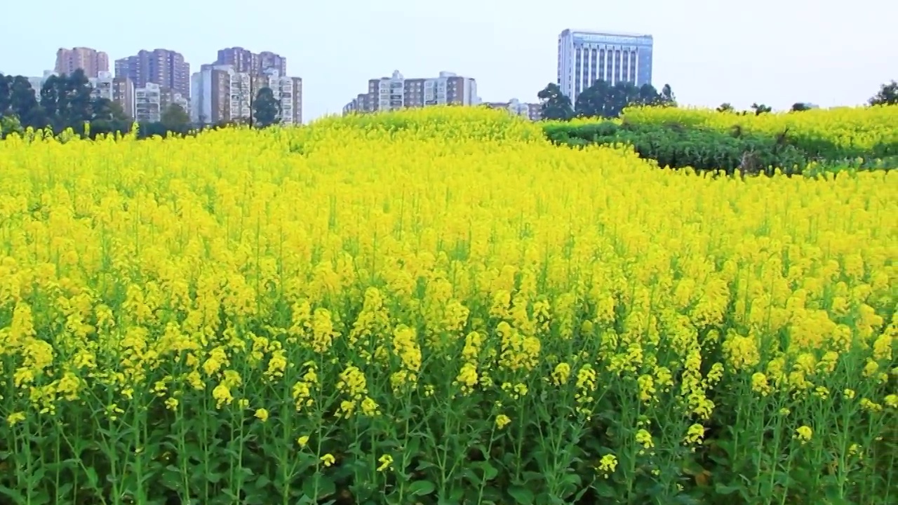 四川省成都市温江区万春镇的油菜花 春天 金黄色 三月视频素材