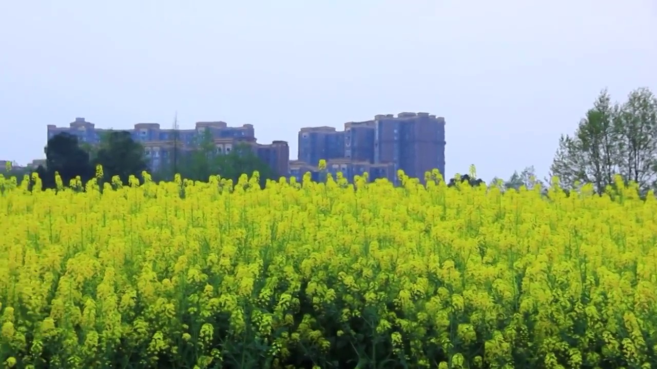 四川省成都市温江区万春镇的油菜花 春天 金黄色 三月视频素材