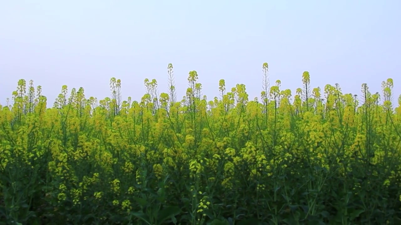 四川省成都市温江区万春镇的油菜花 春天 金黄色 三月视频素材