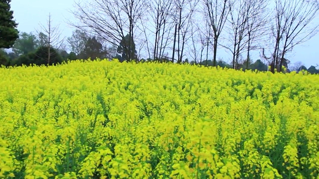 四川省成都市温江区万春镇的油菜花 春天 金黄色 三月视频素材