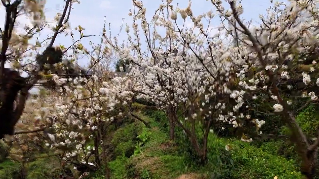 樱桃花视频素材