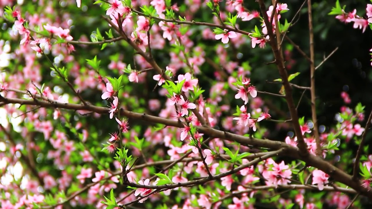 阳春三月桃花盛开视频素材