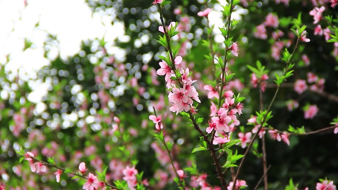 阳春三月桃花盛开视频素材