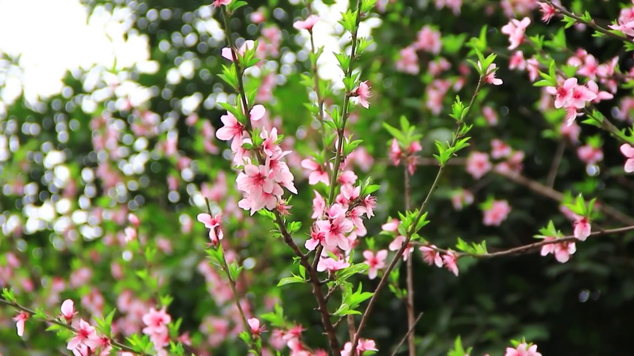 阳春三月桃花盛开视频素材