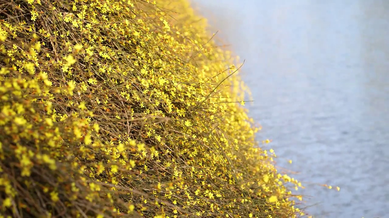 水岸迎春花视频素材