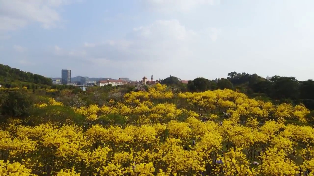 广东东莞松山湖黄花风铃木航拍视频素材