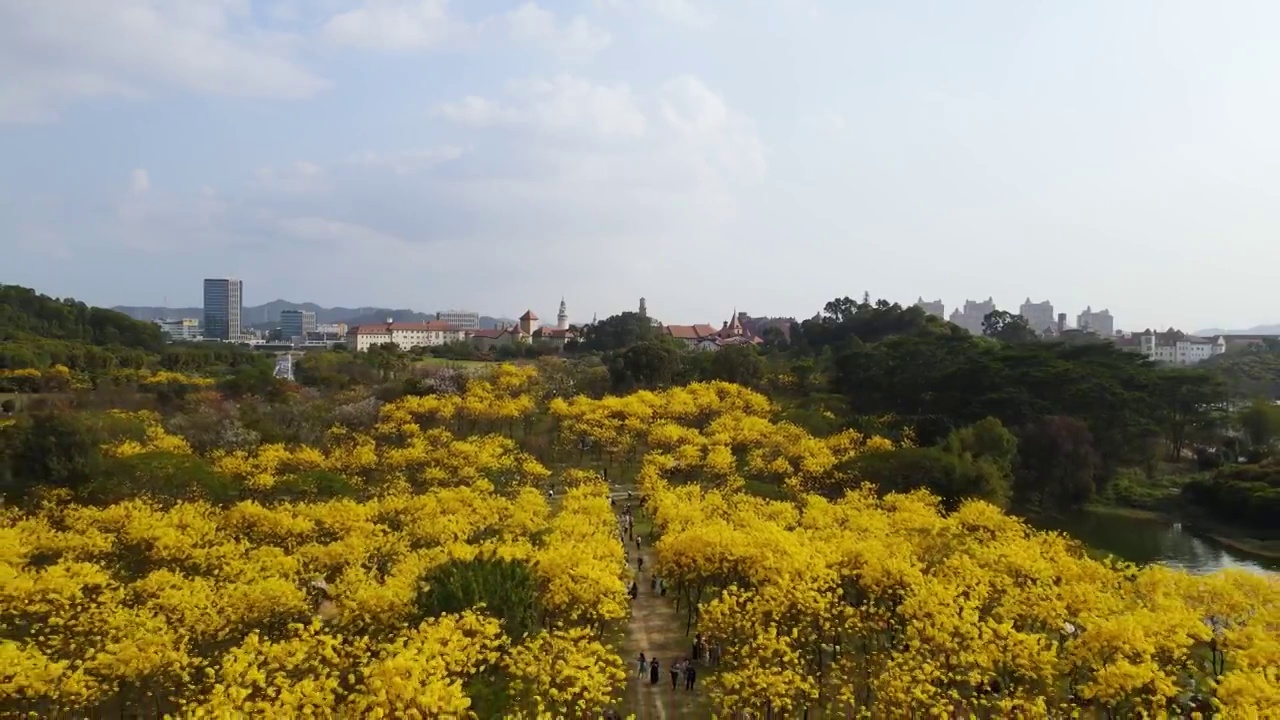 广东东莞松山湖黄花风铃木航拍视频素材