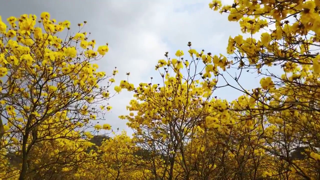 广东东莞松山湖黄花风铃木航拍视频素材