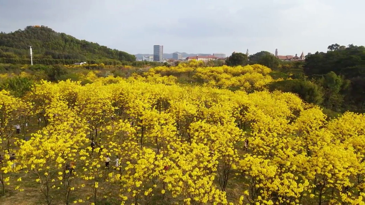 广东东莞松山湖黄花风铃木航拍视频素材