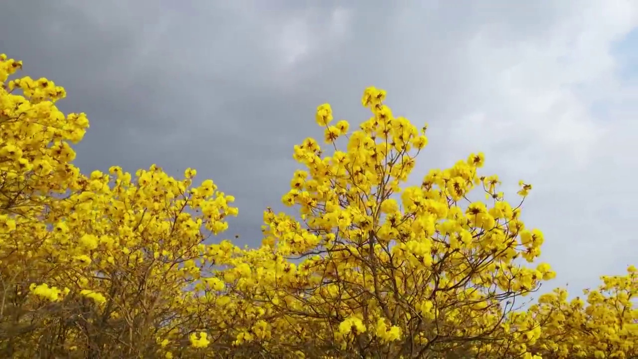 广东东莞松山湖黄花风铃木航拍视频素材