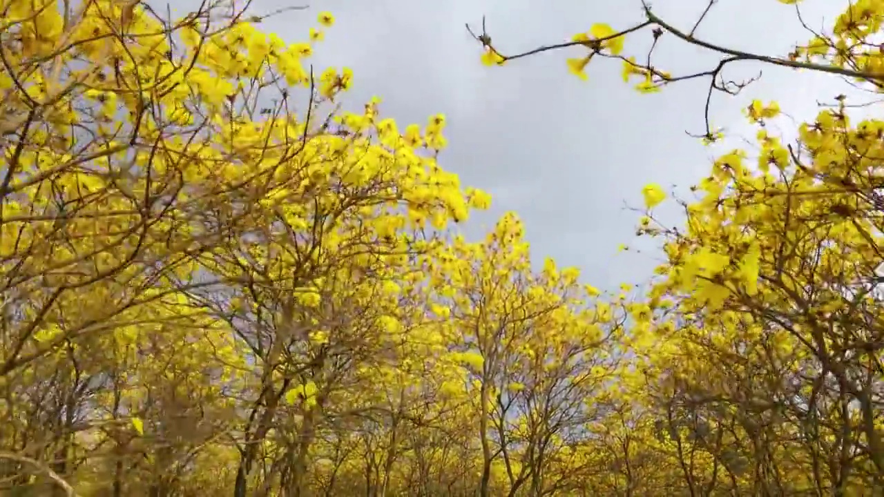 广东东莞松山湖黄花风铃木航拍视频素材