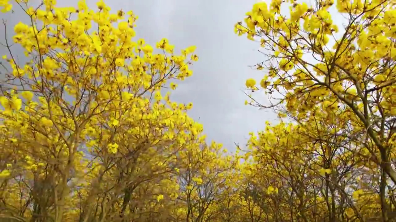 广东东莞松山湖黄花风铃木航拍视频素材