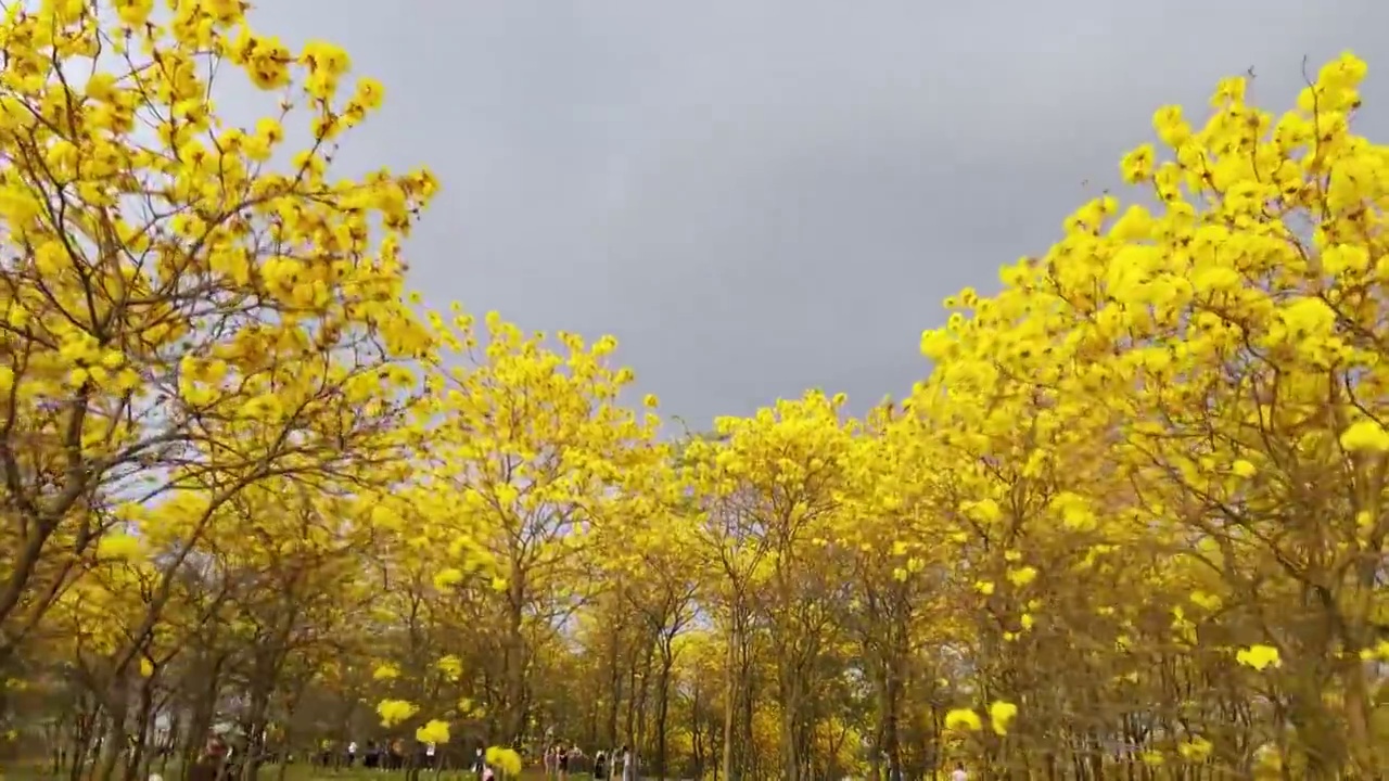 广东东莞松山湖黄花风铃木航拍视频素材