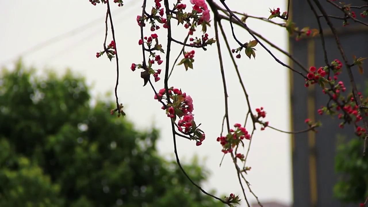 樱花盛开 特写 春天 粉红色视频素材