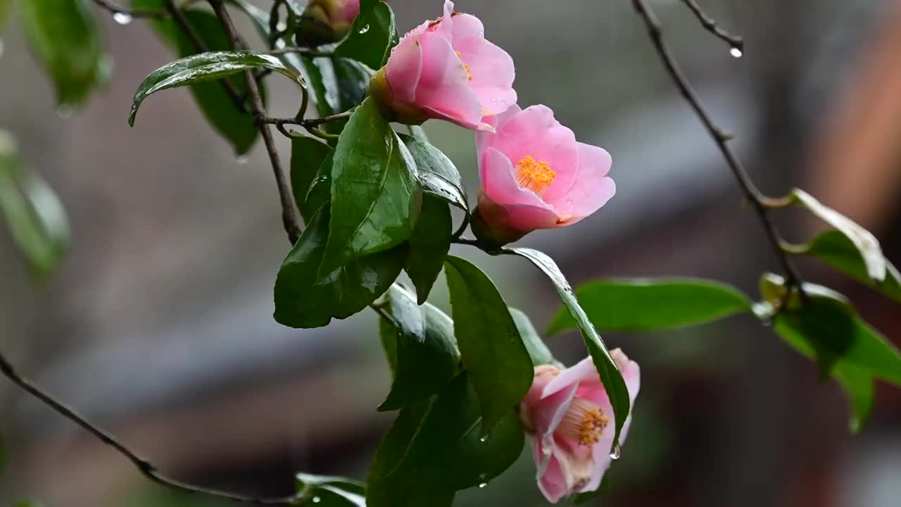 雨中茶花视频素材