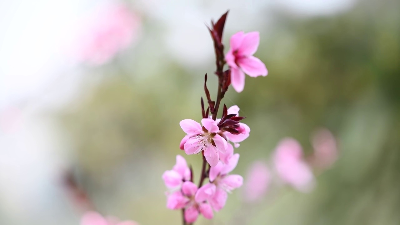 春天桃花盛开视频素材