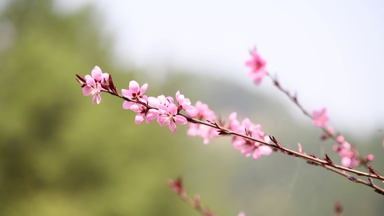 春天桃花盛开视频素材