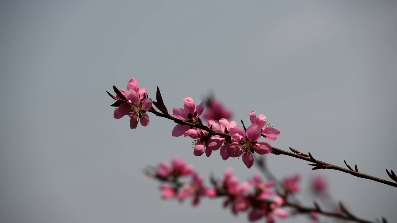 春天桃花盛开视频素材