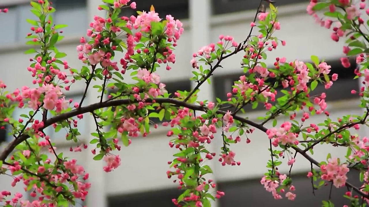 春风中摆动的 垂丝海棠 特写 鲜花盛开视频素材