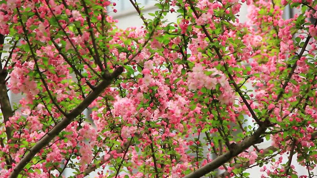 春风中摆动的 垂丝海棠 特写 鲜花盛开视频素材