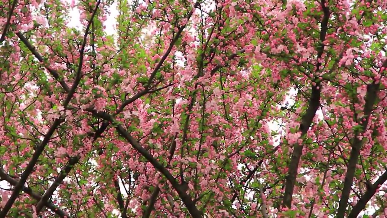 春风中摆动的 海棠花 特写 鲜花盛开视频素材