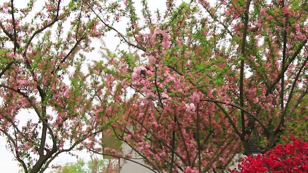 春风中摆动 海棠花 特写 鲜花盛开 垂丝海棠视频素材